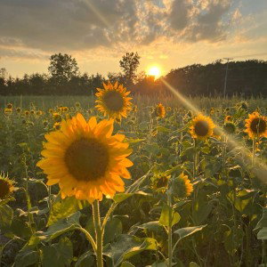 sunflower 