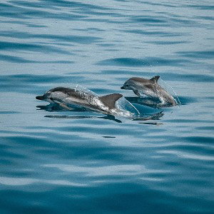 (Charles) Dolphins Ft. Lil Jonny