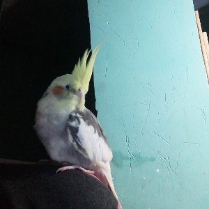 dejando salir