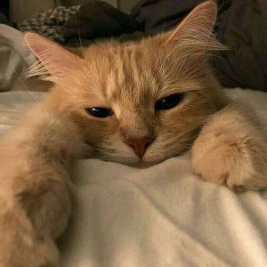 котик и хаски