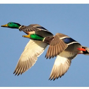 ente spannt 