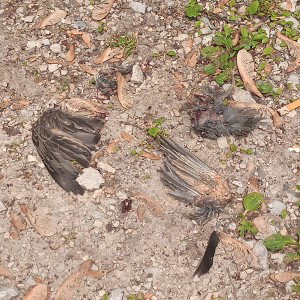 $liced up birds and guns that cost $1,000 bad used to people we know