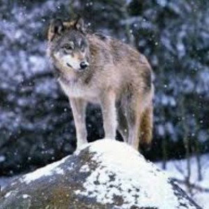 Leader of the pack (album)