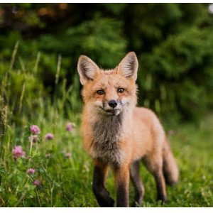 fox 