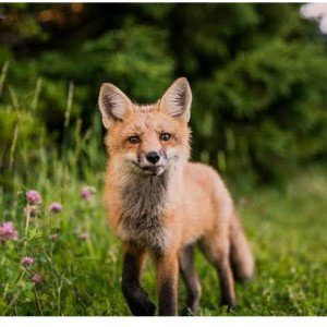 fox