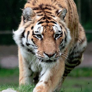 ZOO