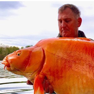 Gold fish