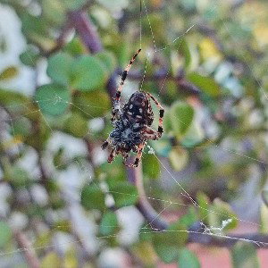 Montero - Joder [Diario, dos]