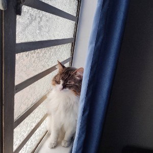 ése Gato 🐱