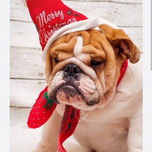 #bullsanta