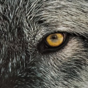 Weerwolf