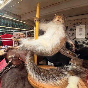 (SQUIRREL ON A STRIP-POLE)