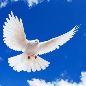 AM FLYING TO THE TOP