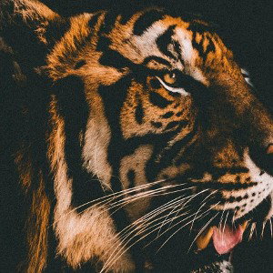 Tiger 🐯🐯🐯