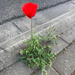 StreetRose