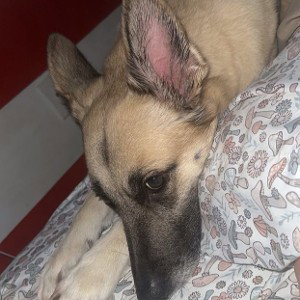 Best puppy 