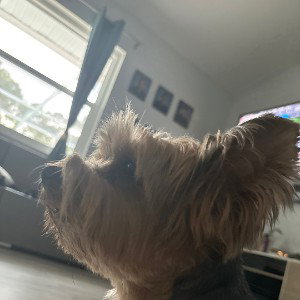 love no bitch