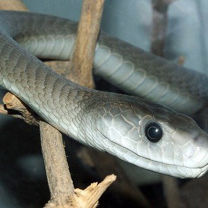 BLACK MAMBA 