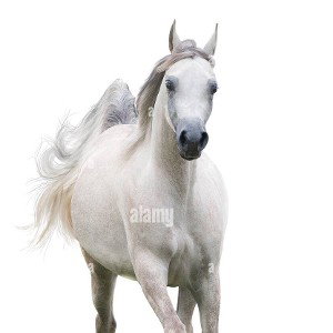 caballo veloz galopa sin miedo ~ GIMENEZ03 