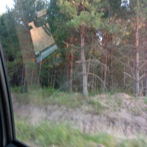 пальма