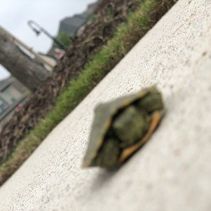 Turtle Bob