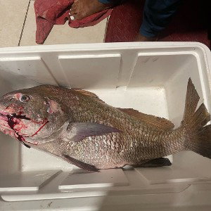 black drum 