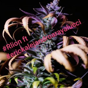 QUIEN quiere👌🌱