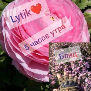 Lytik_❤️&Блиц-5_часов_утра_