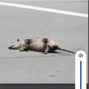 Roadkill 