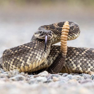 Rattlesnake 