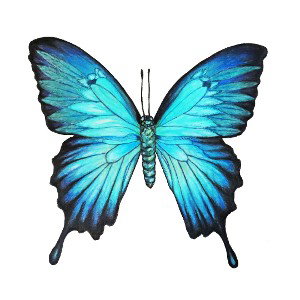 butterfly