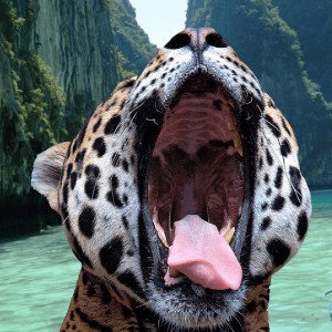 blanco falzo