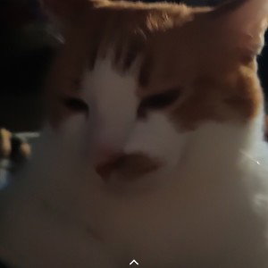 звезда