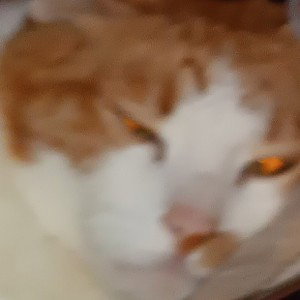Фаунг