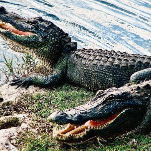 Alligators 