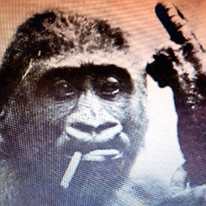 drunken monkey 