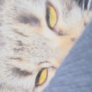 EOEOEOEEOOEOEE
