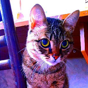 Костя 