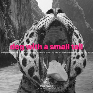 dog with a small tail