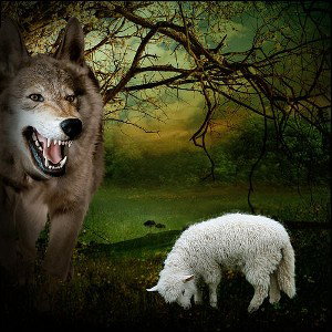 Sheep or Wolf 