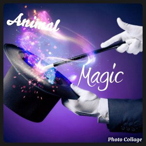 Animal - Magic Mix