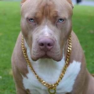 Cartoon Dog по битам бежит он