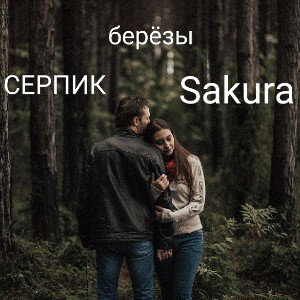 березы 