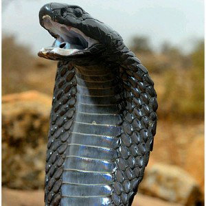  Egyptian Cobra