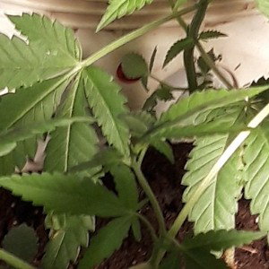 Your Pain