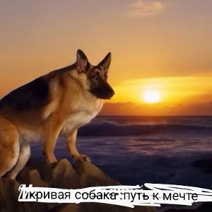 Кривая собака : путь к мечте 