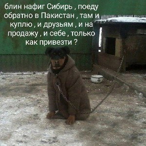 кривая собака - акс в Пакистане