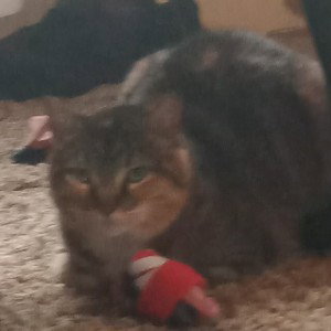 I'll eat the cats ass