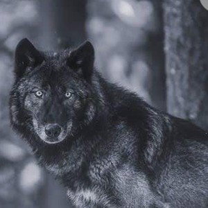 just wolfin around  !!!