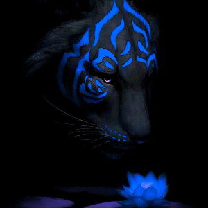 dreams